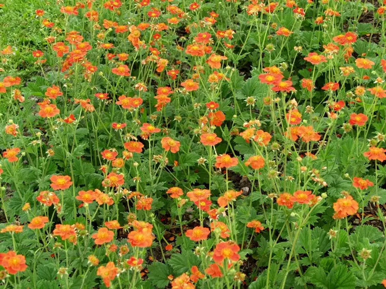 Kellukka Borisii, Loukykvět