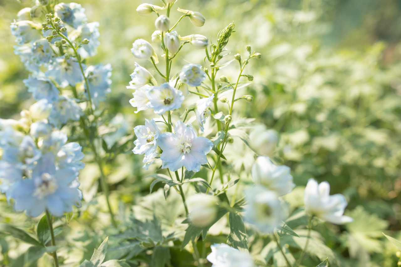 Larkspur Benary’s Pacific Summer Skies, Loukykvět