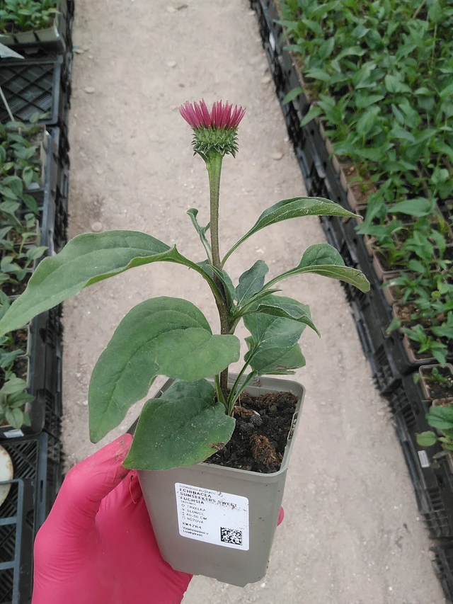 Echinacea SunSeekers Sweet Fuchsia - 29. 7. 2025