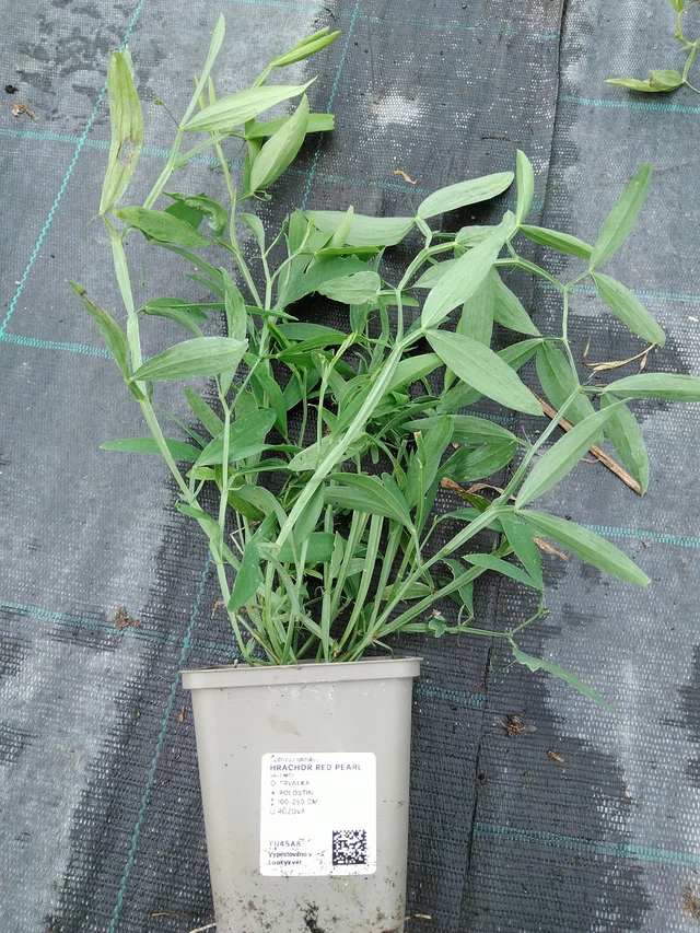 Tuoksuherne Red Pearl - 10. 9. 2025