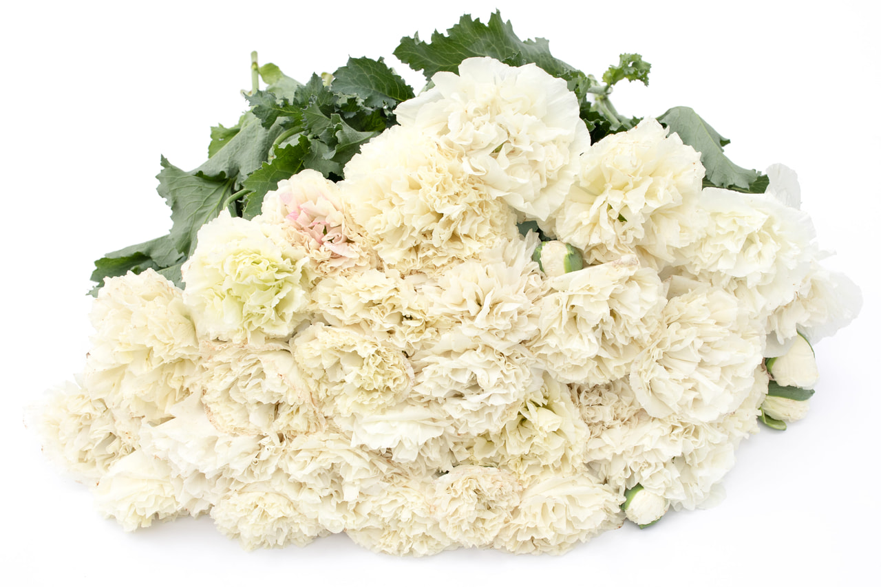 Pioenpapaver Cream, Loukykvět