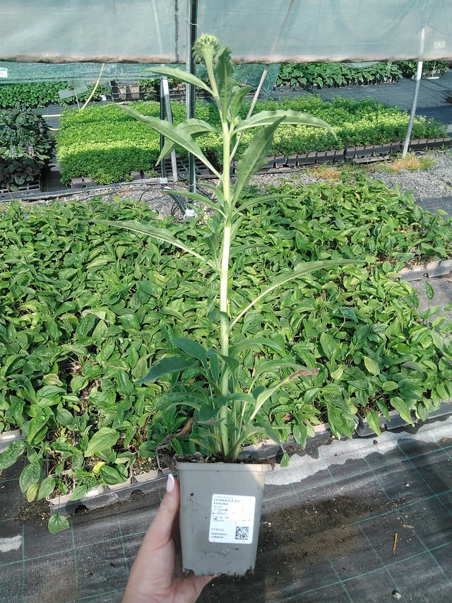 Echinacea Big Kahuna - 13. 7. 2026