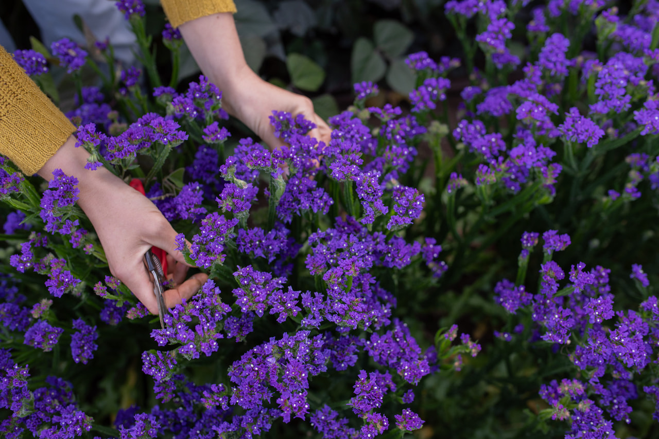 Ikuikukka QIS Dark Blue, Loukykvět