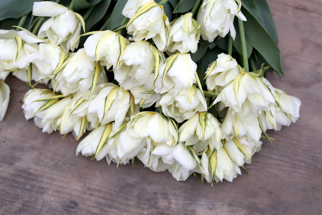 Tulppaani Exotic Emperor, Loukykvět