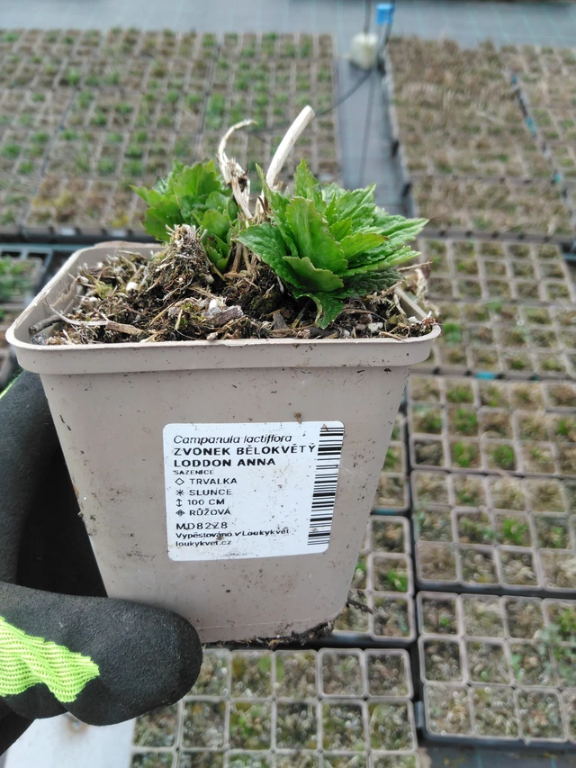 Maitokello Loddon Anna - 8. 4. 2025