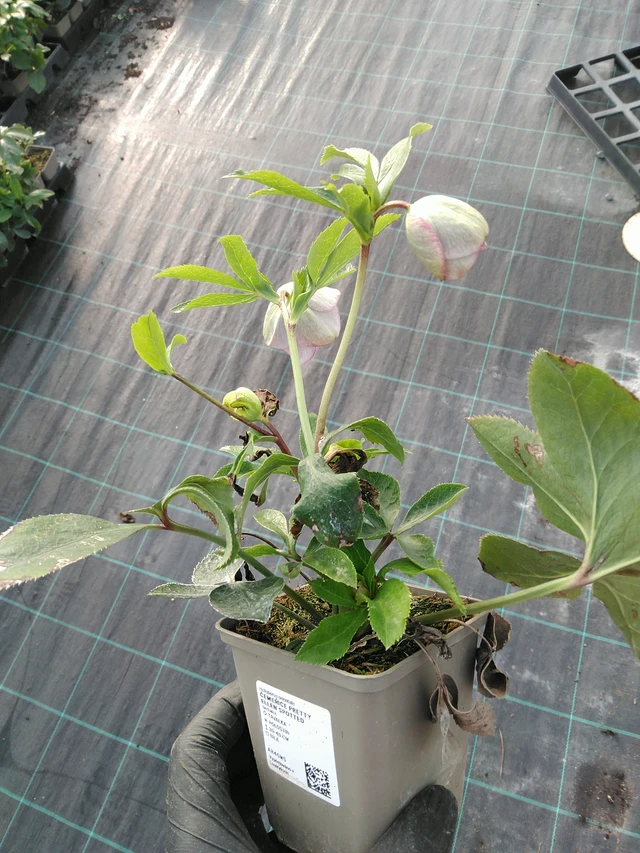 Jouluruusu Pretty Ellen Spotted - 31. 10. 2025