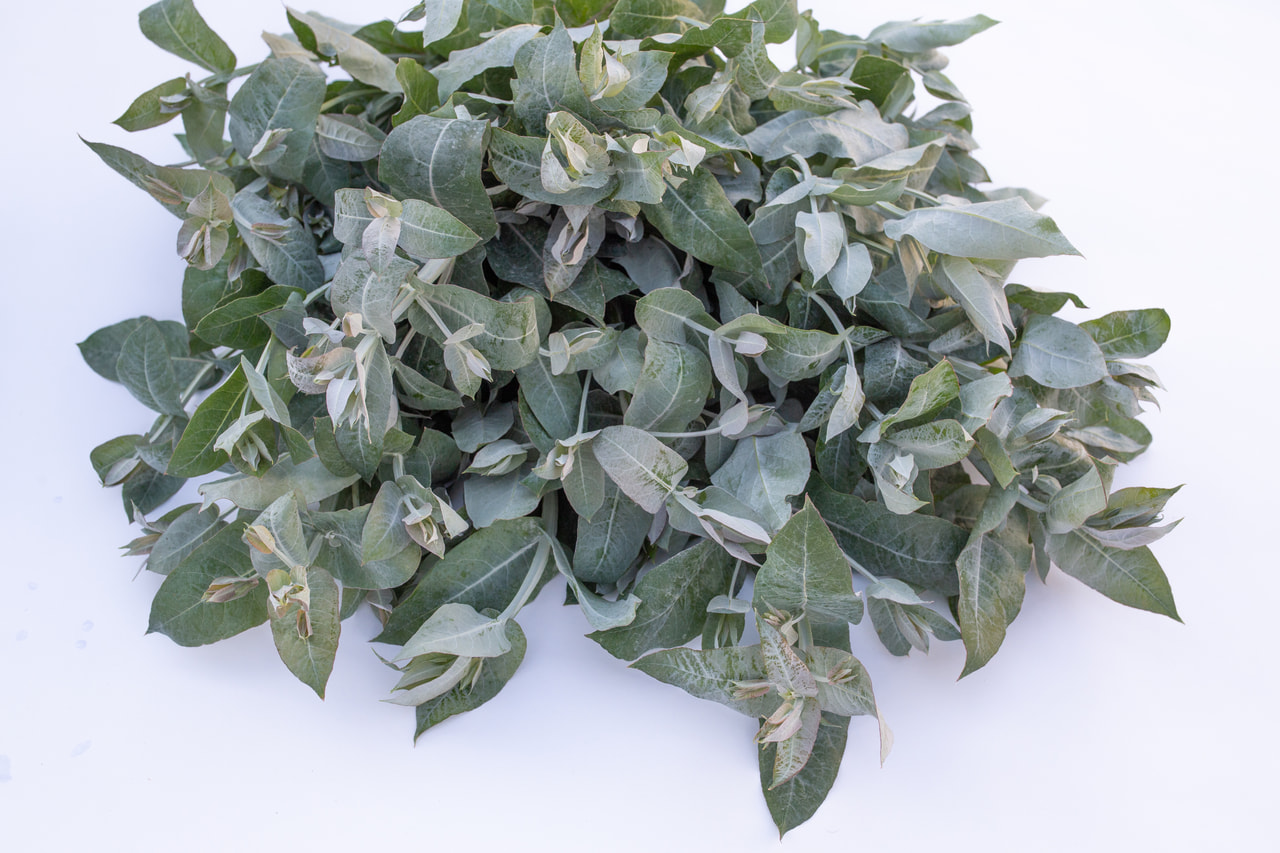 Eucalyptus Blue Gum, Loukykvět