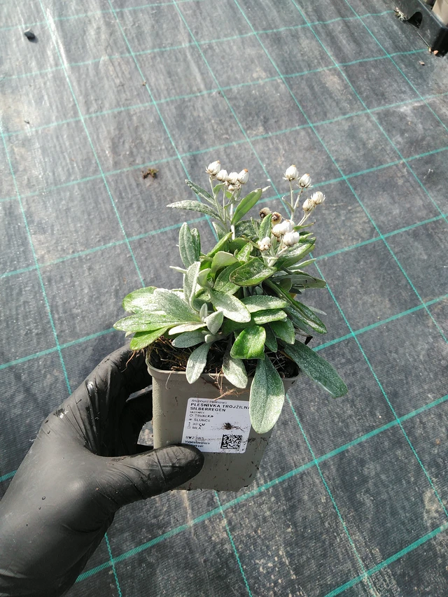 Anaphalis Silberregen - 31. 10. 2025