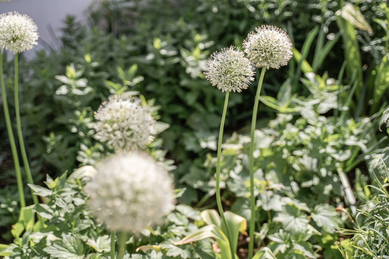 Allium stipitatum Mount Everest, Loukykvět