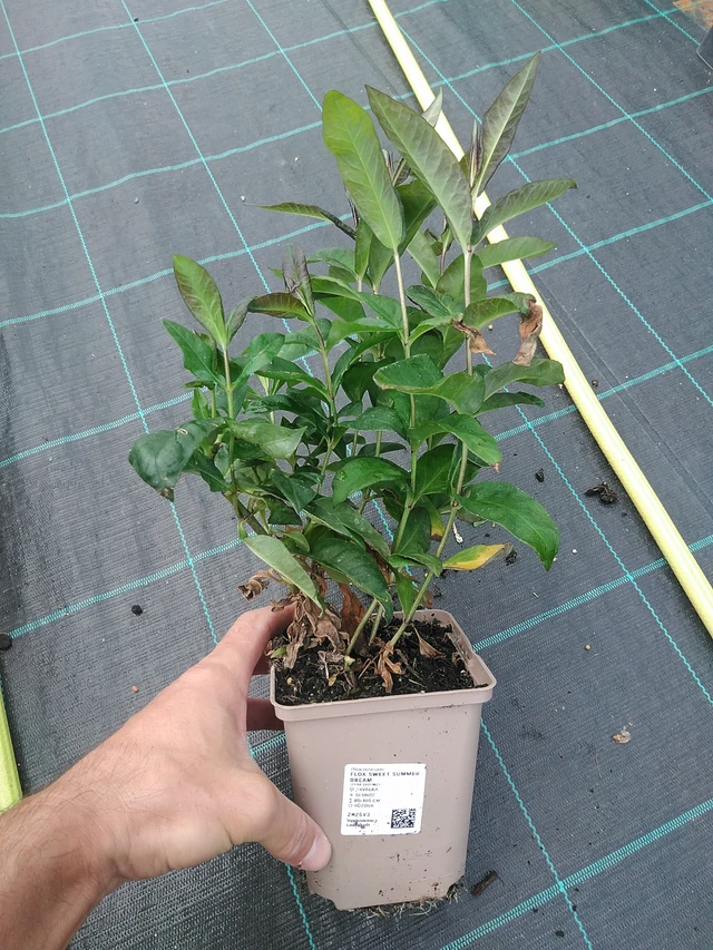 Syysleimu Sweet Summer Dream - 24. 6. 2025