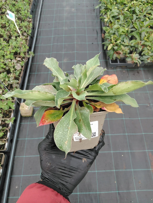 Limonium tataricum - 4. 8. 2025