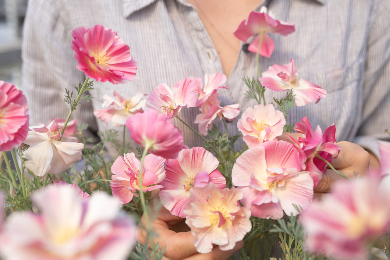 California Poppy Appleblossom Chiffon, Loukykvět