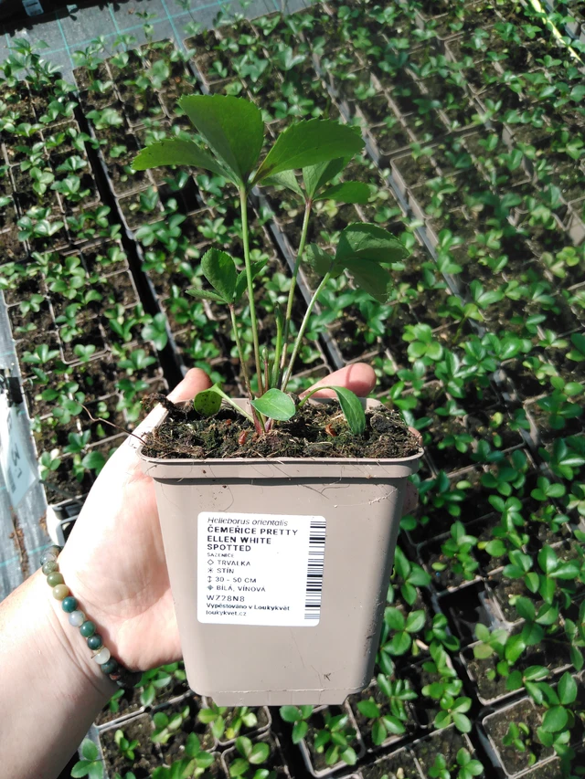 Jouluruusu Pretty Ellen White Spotted - 2024