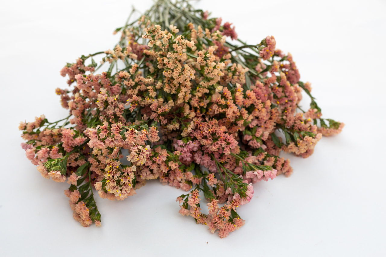 Ikiviuhko QIS Apricot, Loukykvět