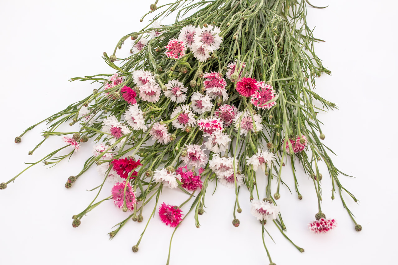 Aciano Classic Romantic, Loukykvět