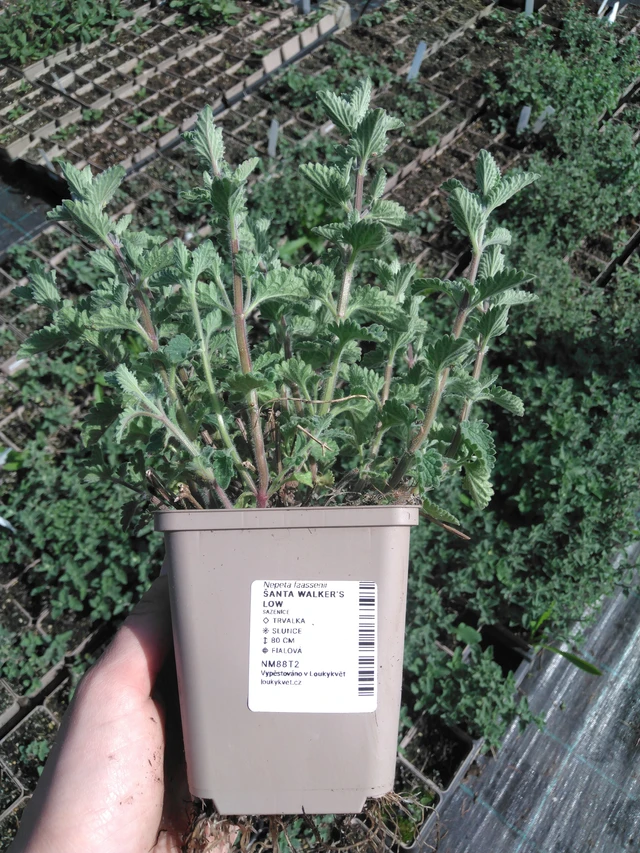 Kissanminttu Walker’s Low - 2024