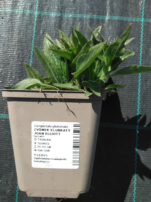 Peurankello Joan Elliott - 3. 4. 2025