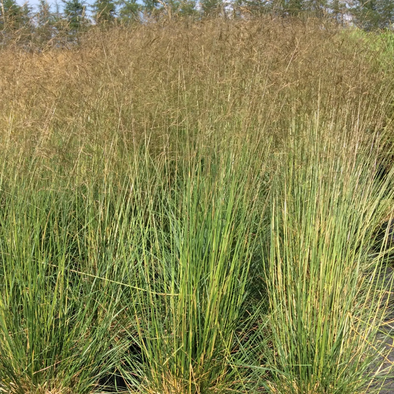 Deschampsia cespitosa Bronzeschleier, Loukykvět