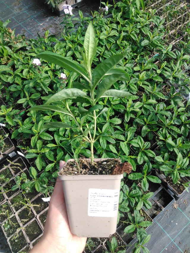 Leimu Sternhimmel - 2024