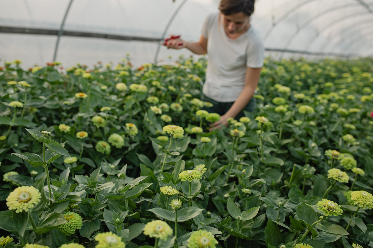 Tsinnia Queen Lime, Loukykvět