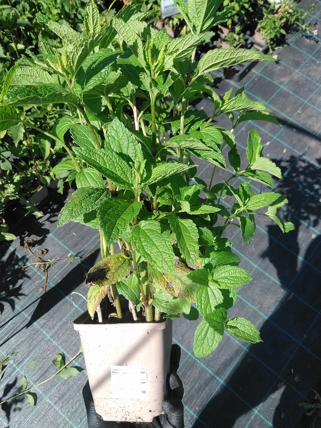 Punalatva Baby Joe - 19. 8. 2025