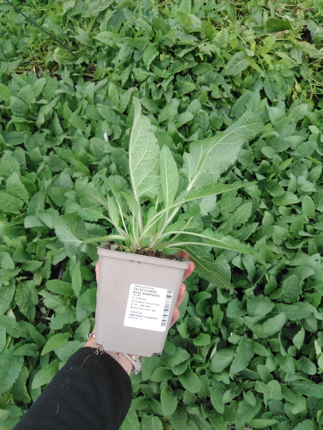 Salvia pratensis Rose Rhapsody - 2024