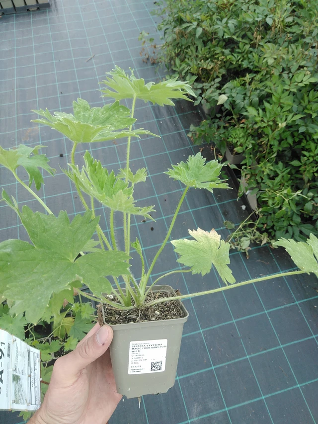 Jaloritarinkannus Magic Fountains Pure White - 24. 6. 2025