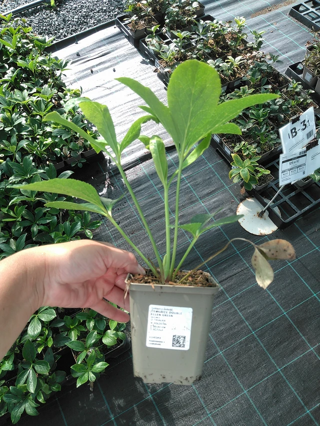 Jouluruusu Double Ellen Green - 11. 7. 2025