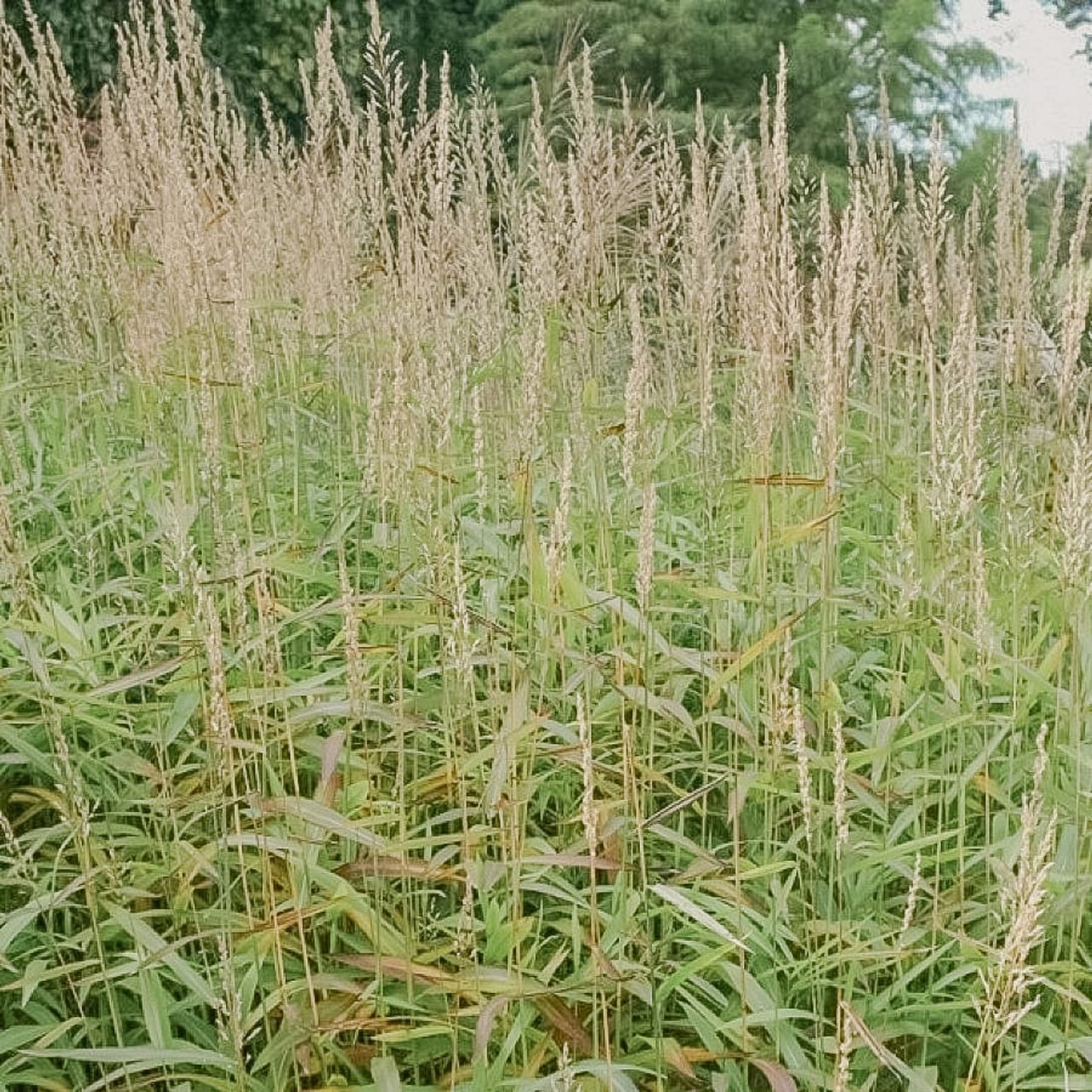 Spodiopogon sibiricus West Lake, Loukykvět