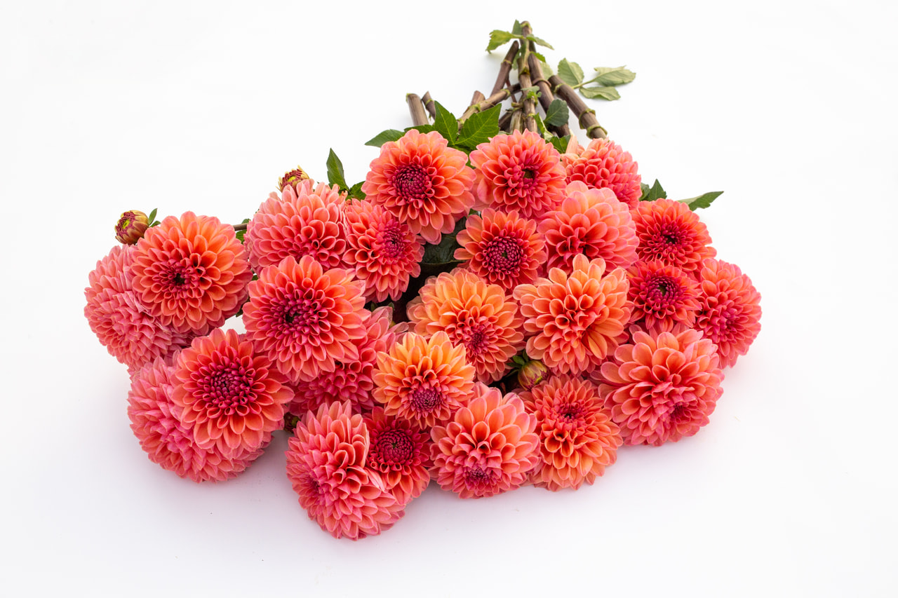 Daalia Daisy Duke, Loukykvět