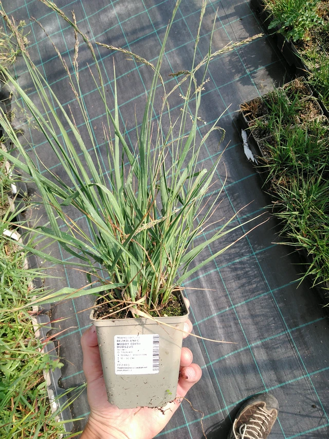 Molinia Edith Dudszus - 24. 6. 2025