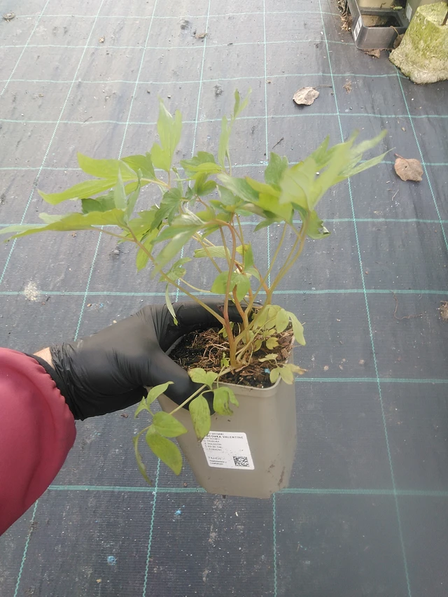 Särkynytsydän Valentine - 13. 10. 2025