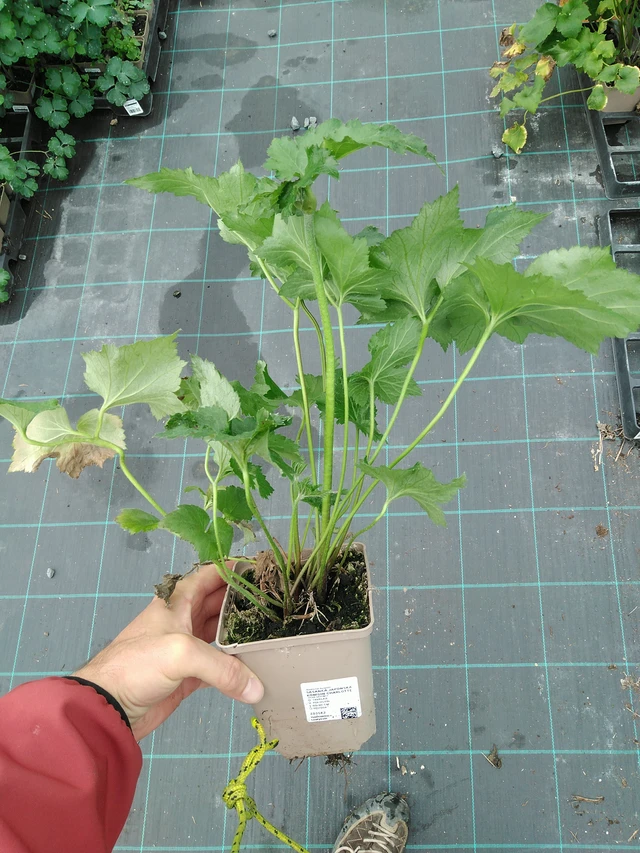 Syysvuokko Königin Charlotte - 28. 7. 2025