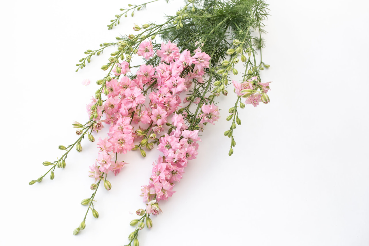 Larkspur QIS Light Pink, Loukykvět