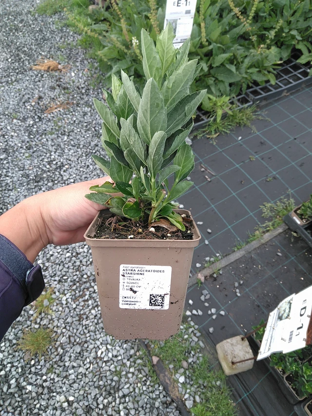 Siperianasteri Starshine - 11. 7. 2025