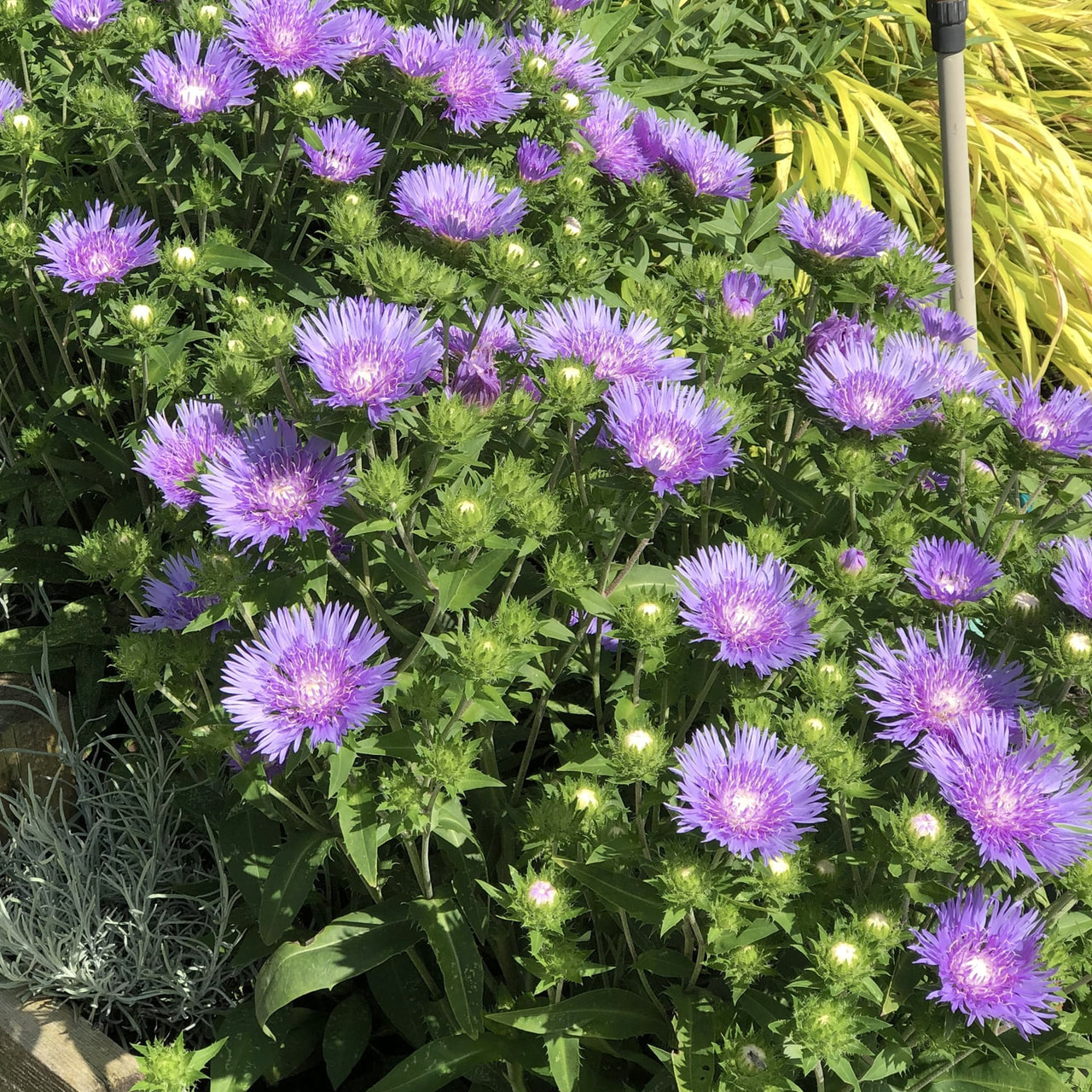 Stokesia Peachie's Pick, Loukykvět