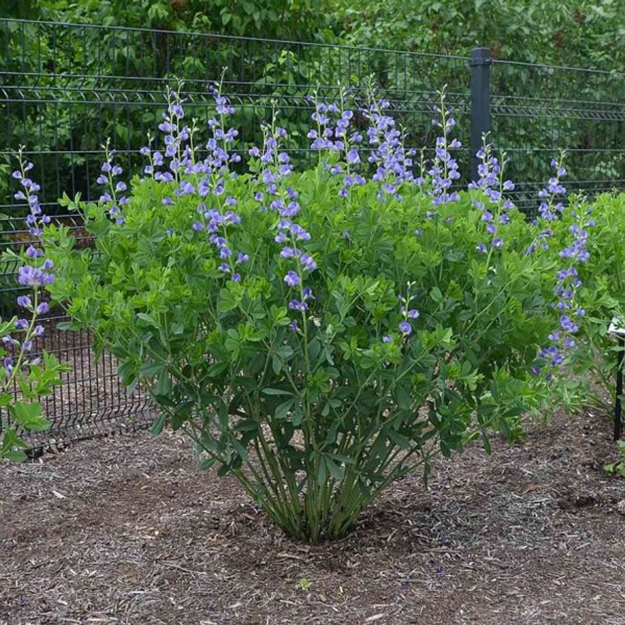 Baptisia australis, Loukykvět