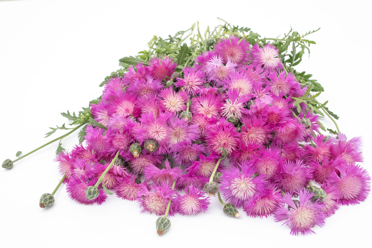 Aciano imperial Splendens, Loukykvět