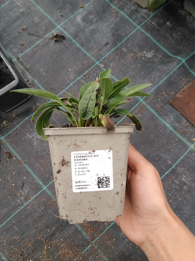 Echinacea Big Kahuna - 10. 9. 2025