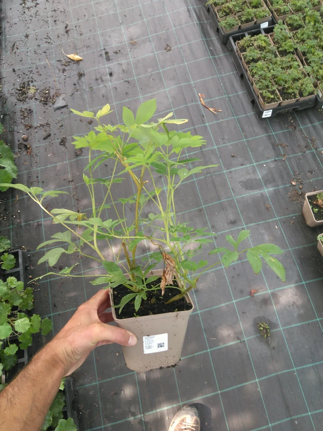 Särkynytsydän - 25. 7. 2025