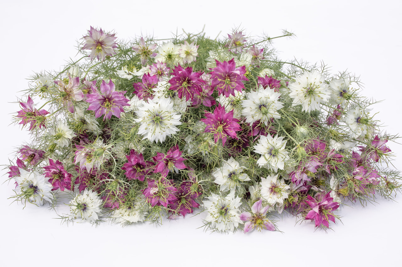 Aed-mustköömen Mulberry Jam Icing Mix, Loukykvět