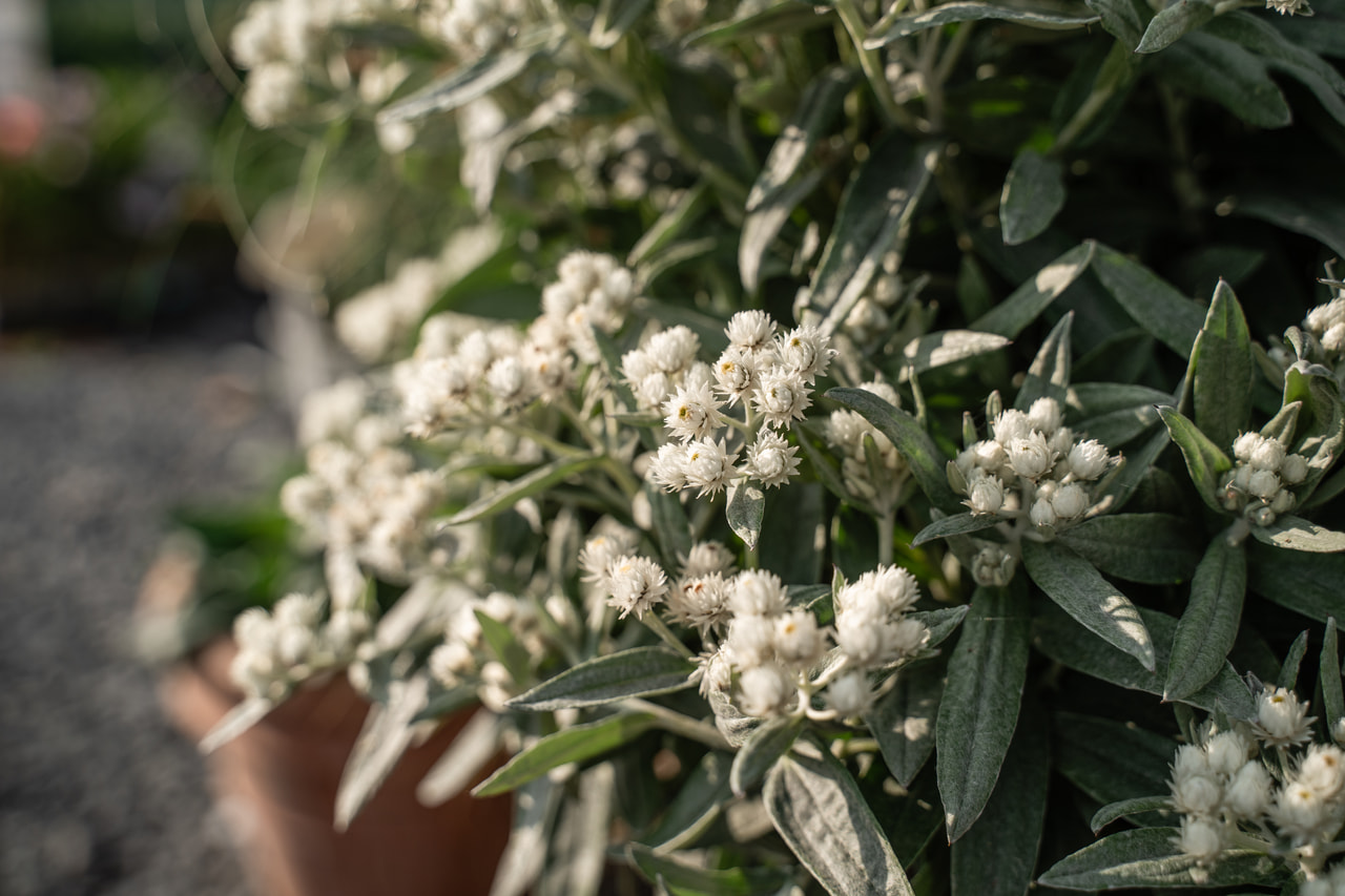 Nukkajäkkärä Silver Wave, Loukykvět
