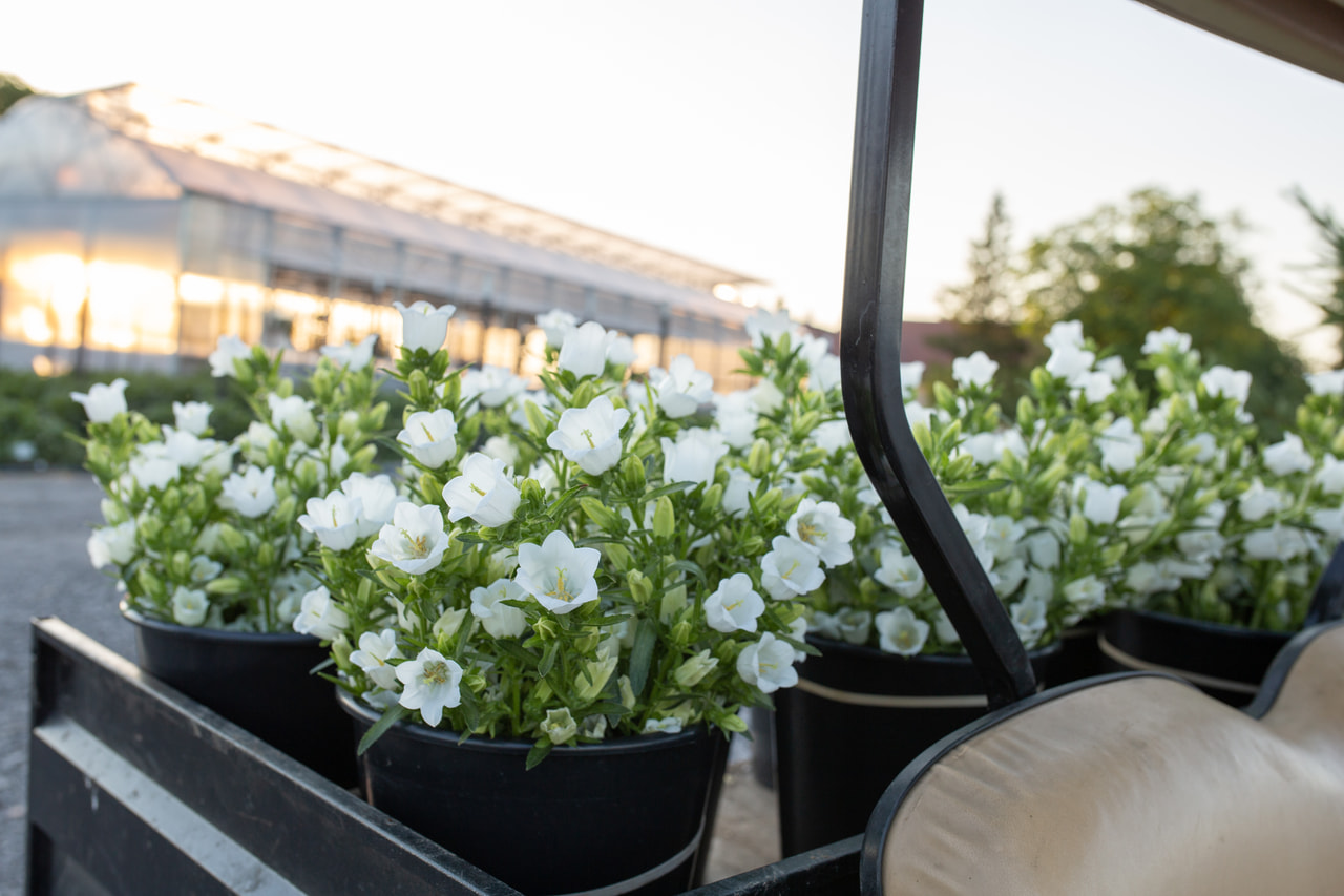 Klokjesbloem Champion White, Loukykvět