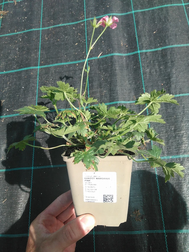 Kurjenpolvi Wargrave Pink - 24. 6. 2025