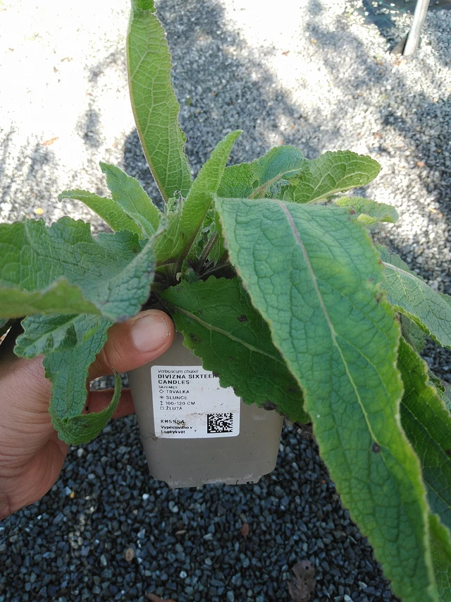 Gordolobo Sixteen Candles - 11. 9. 2025