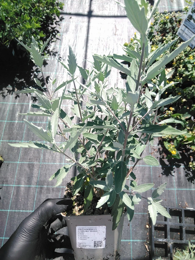 Caryopteris Sterling Silver - 19. 8. 2025