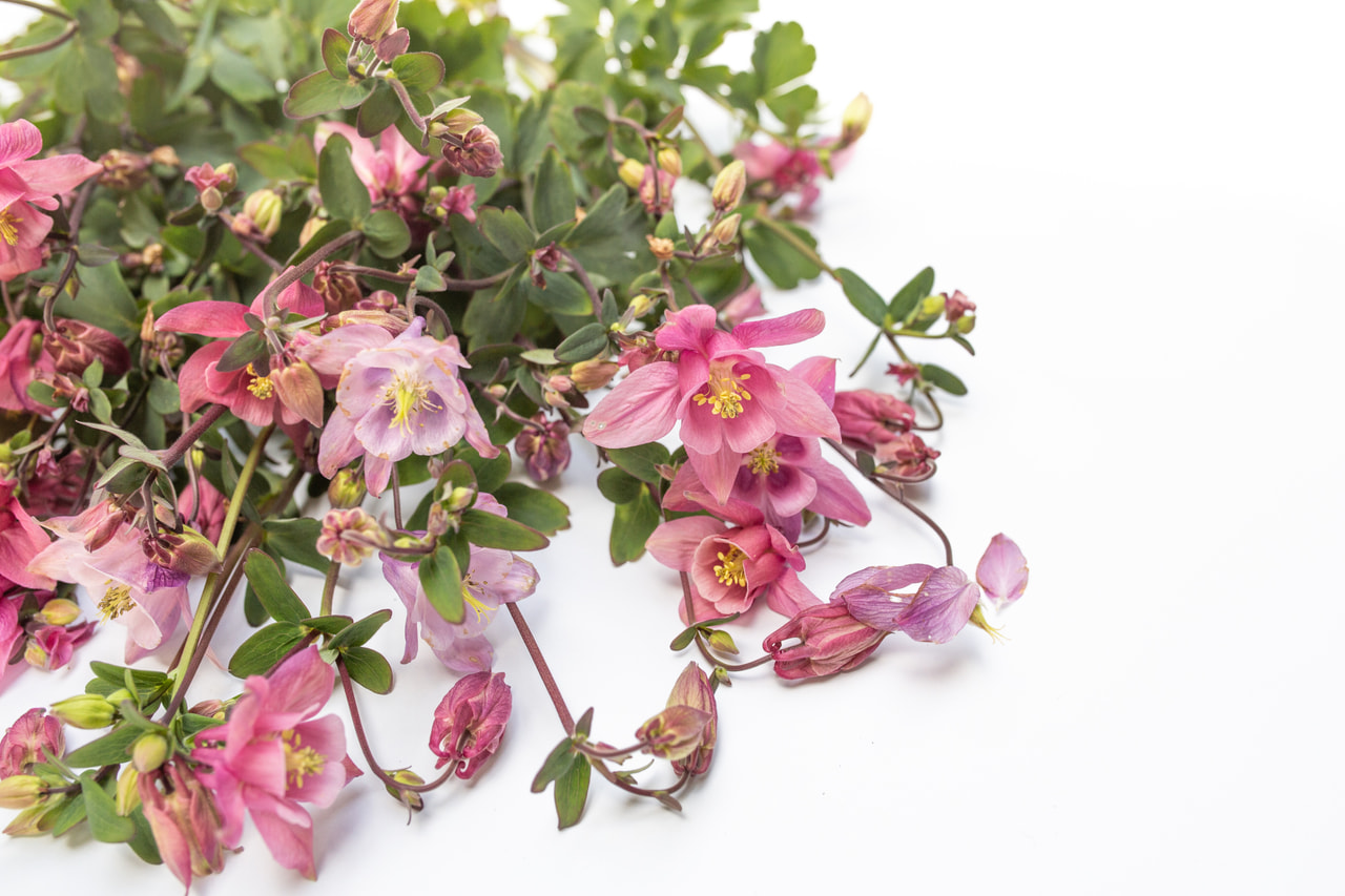 Aguileña Heidi, Loukykvět