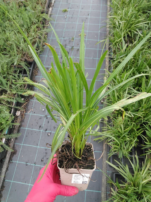 Punatähkä Floristan White - 29. 7. 2025