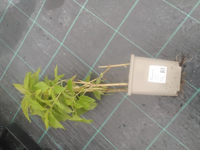 Punalatva Atropurpureum - 10. 10. 2025