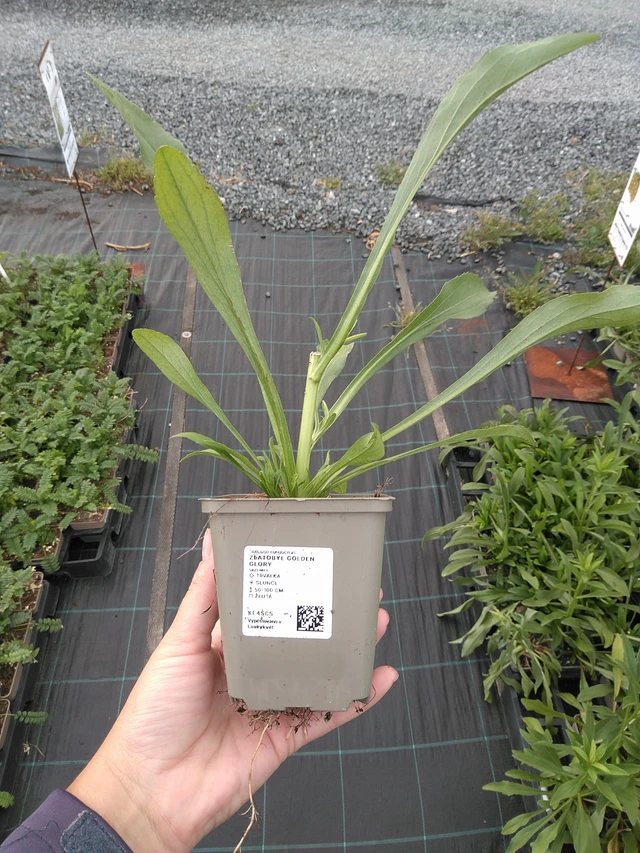 Piisku Golden Glory - 11. 7. 2025